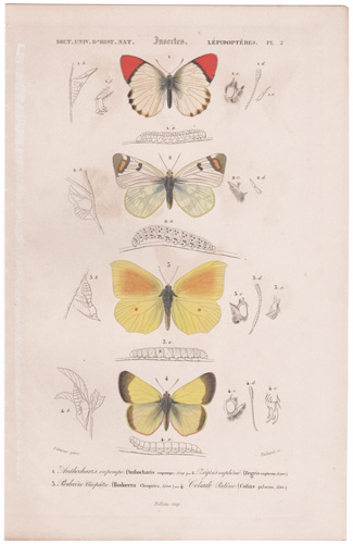 antique butterfly engraving with hand coloring